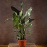 Стрелиция Николая 180/35 фото 1 &mdash; Luxury Plants
