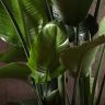 Стрелиция Николая 180/35 фото 3 &mdash; Luxury Plants