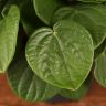 Пеперомия Рана Верде д10 фото 4 &mdash; Luxury Plants