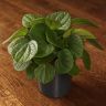 Пеперомия Рана Верде д10 фото 5 &mdash; Luxury Plants