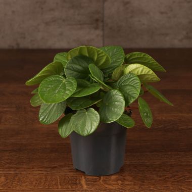Пеперомия Рана Верде д10 &mdash; Luxury Plants