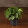 Пеперомия Рана Верде д10 фото 1 &mdash; Luxury Plants