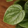 Пеперомия Рана Верде д10 фото 2 &mdash; Luxury Plants