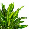 Драцена Фрагранс Чинто 130/27 фото 3 &mdash; Luxury Plants