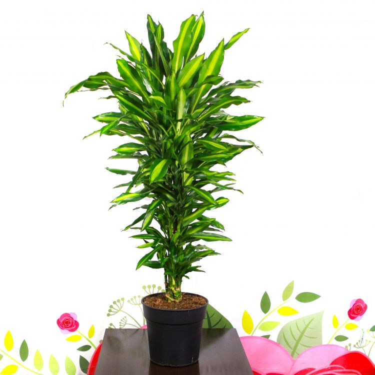 Драцена Фрагранс Чинто 130/27 фото 1 &mdash; Luxury Plants