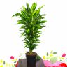 Драцена Фрагранс Чинто 130/27 фото 1 &mdash; Luxury Plants