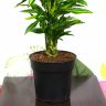 Драцена Фрагранс Чинто 130/27 фото 4 &mdash; Luxury Plants
