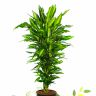 Драцена Фрагранс Чинто 130/27 фото 2 &mdash; Luxury Plants