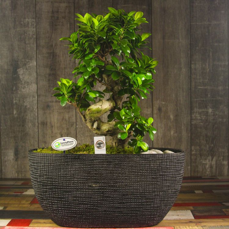 Бонсай Фикус Гинсенг 70 см фото 1 &mdash; Luxury Plants