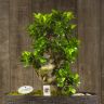 Бонсай Фикус Гинсенг 70 см фото 2 &mdash; Luxury Plants