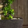 Бонсай Фикус Гинсенг 70 см фото 3 &mdash; Luxury Plants