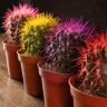 Кактус разноцветный микс D10 фото 2 &mdash; Luxury Plants