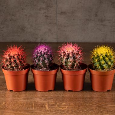Кактус разноцветный микс D10 &mdash; Luxury Plants