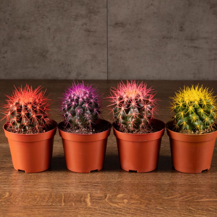 Кактус разноцветный микс D10 фото 1 &mdash; Luxury Plants