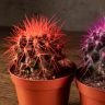 Кактус разноцветный микс D10 фото 3 &mdash; Luxury Plants