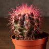 Кактус разноцветный микс D10 фото 4 &mdash; Luxury Plants