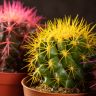 Кактус разноцветный микс D10 фото 5 &mdash; Luxury Plants