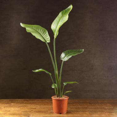 Стрелиция Николая 100/17 &mdash; Luxury Plants