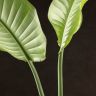 Стрелиция Николая 100/17 фото 2 &mdash; Luxury Plants