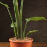 Стрелиция Николая 100/17 фото 3 &mdash; Luxury Plants