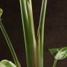 Стрелиция Николая 100/17 фото 4 &mdash; Luxury Plants