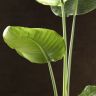 Стрелиция Николая 100/17 фото 5 &mdash; Luxury Plants