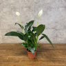 Спатифиллум Краун 45/12 фото 1 &mdash; Luxury Plants