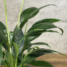 Спатифиллум Краун 45/12 фото 2 &mdash; Luxury Plants