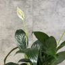Спатифиллум Краун 45/12 фото 3 &mdash; Luxury Plants