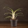 Аглаонема Бай Кау 35/12 фото 2 &mdash; Luxury Plants
