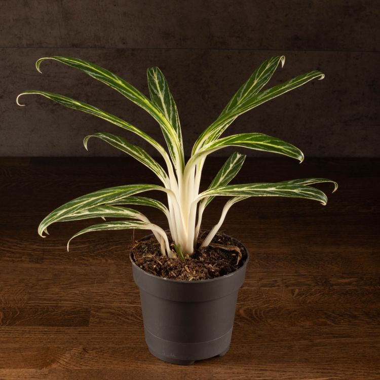Аглаонема Бай Кау 35/12 фото 1 &mdash; Luxury Plants