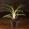 Аглаонема Бай Кау 35/12 фото 1 &mdash; Luxury Plants