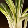 Аглаонема Бай Кау 35/12 фото 4 &mdash; Luxury Plants