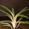 Аглаонема Бай Кау 35/12 фото 5 &mdash; Luxury Plants