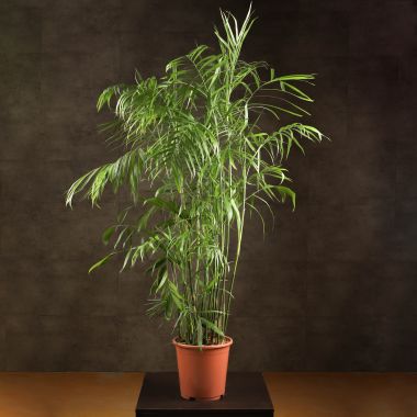 Хамедорея 160/27 &mdash; Luxury Plants
