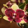 Орхидея Фаленопсис Спот Перлз 2 ст D9 фото 1 &mdash; Luxury Plants