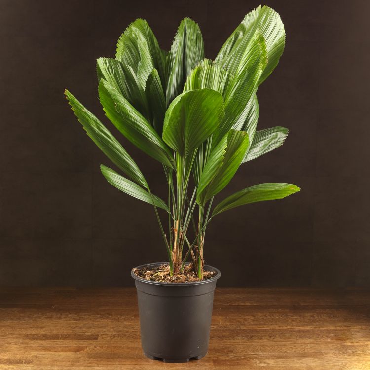 Ликуала Грандис 80/21 фото 1 &mdash; Luxury Plants