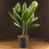 Ликуала Грандис 80/21 фото 1 &mdash; Luxury Plants