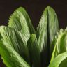 Ликуала Грандис 80/21 фото 3 &mdash; Luxury Plants