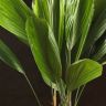 Ликуала Грандис 80/21 фото 5 &mdash; Luxury Plants