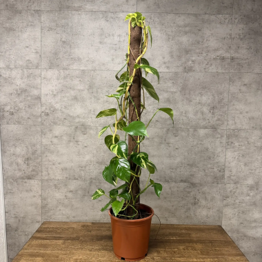 Эпипремнум д24 уценка &mdash; Luxury Plants