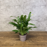 Спатифиллум Моджо 40/15 фото 1 &mdash; Luxury Plants