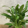 Спатифиллум Моджо 40/15 фото 2 &mdash; Luxury Plants