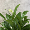 Спатифиллум Моджо 40/15 фото 3 &mdash; Luxury Plants