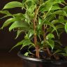 Фикус бенджамина Наташа 30/12 фото 3 &mdash; Luxury Plants
