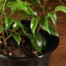 Фикус бенджамина Наташа 30/12 фото 5 &mdash; Luxury Plants