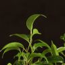 Фикус бенджамина Наташа 30/12 фото 2 &mdash; Luxury Plants