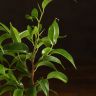 Фикус бенджамина Наташа 30/12 фото 4 &mdash; Luxury Plants