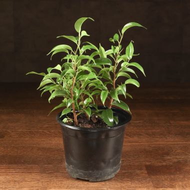 Фикус бенджамина Наташа 30/12 &mdash; Luxury Plants