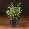 Фикус бенджамина Наташа 30/12 фото 1 &mdash; Luxury Plants